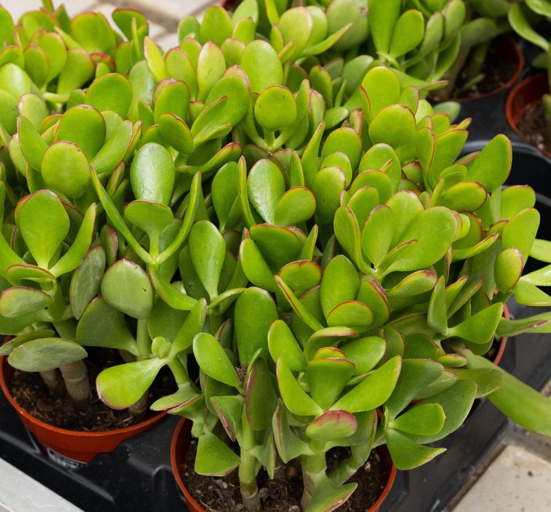 Jade - Regular - 4&#39;&#39;