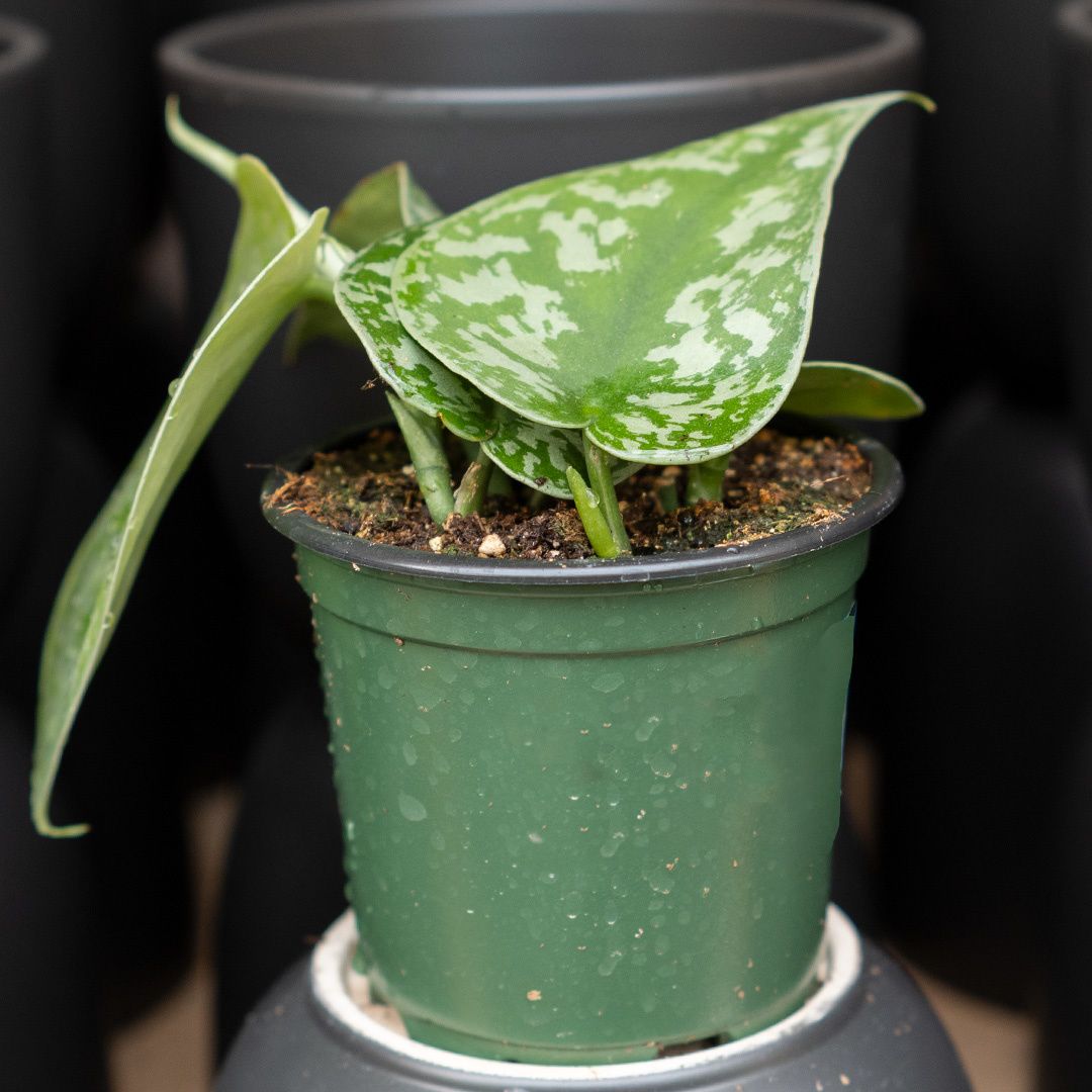 Pothos - Satin - 4"