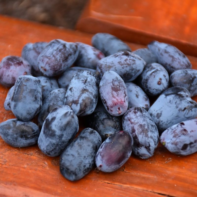 Honeyberry - Boreal Blizzard - #1 - NO WARRANTY