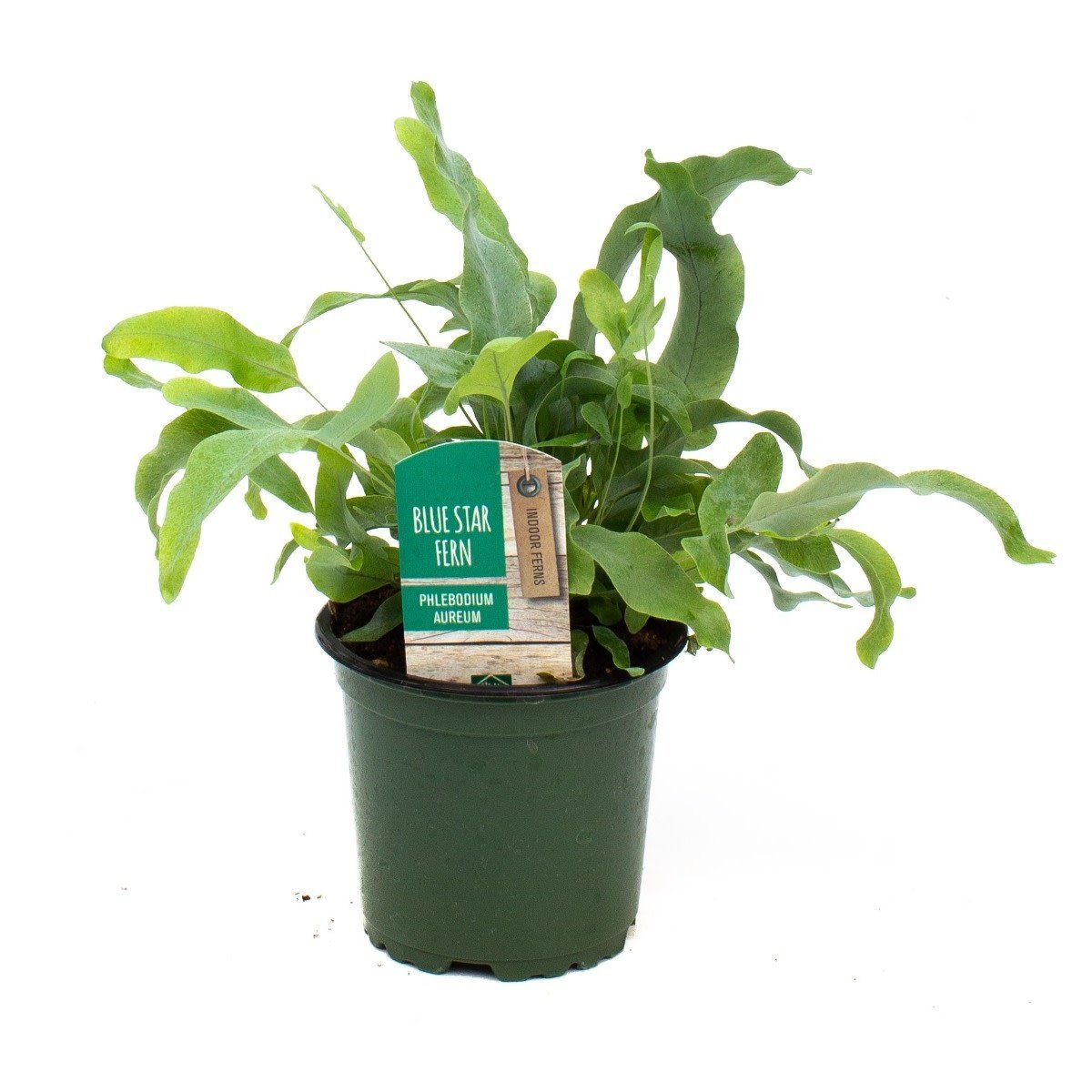 Fern - Blue Star - 4''