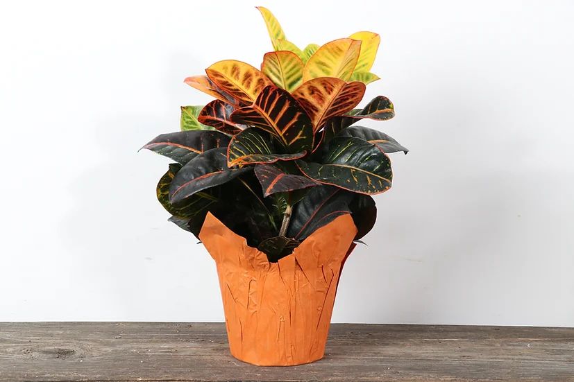 Croton Petra 6''