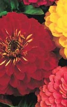 Giants of California Mixture Zinnia Seeds 6290