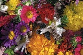 Annual Mixture Special Mix
