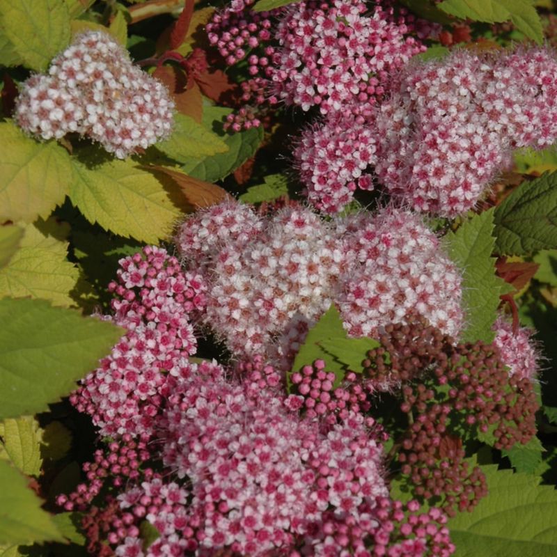 Spirea - Double Play Big Bang  - 8&#39;&#39;