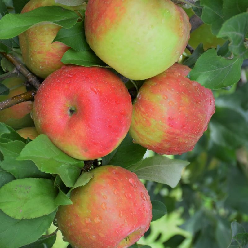 Apple - Honey Crisp - #5 CVI