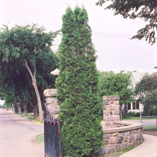 Cedar - Brandon Pyramidalis - #5 - NO WARRANTY