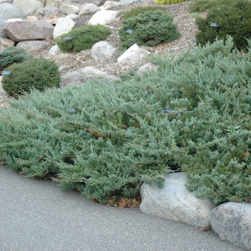 Juniper - Hughes - #2