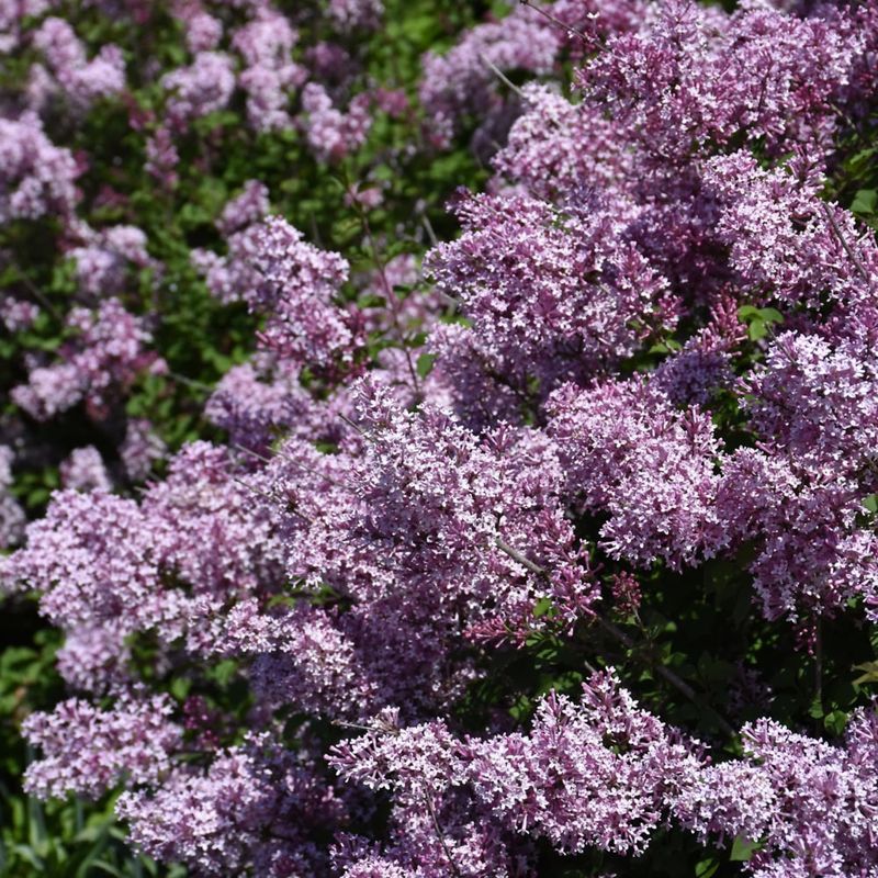 Lilac - Bloomerang Dark Purple Reblooming - 8&#39;&#39;