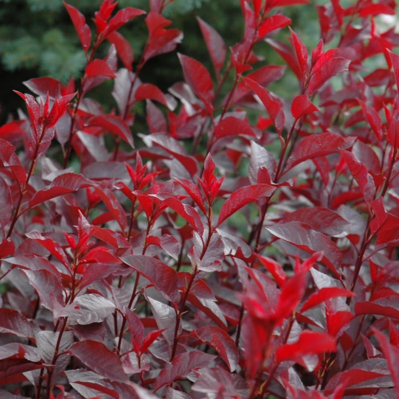 Cherry - Purple Leaf Sand - #2