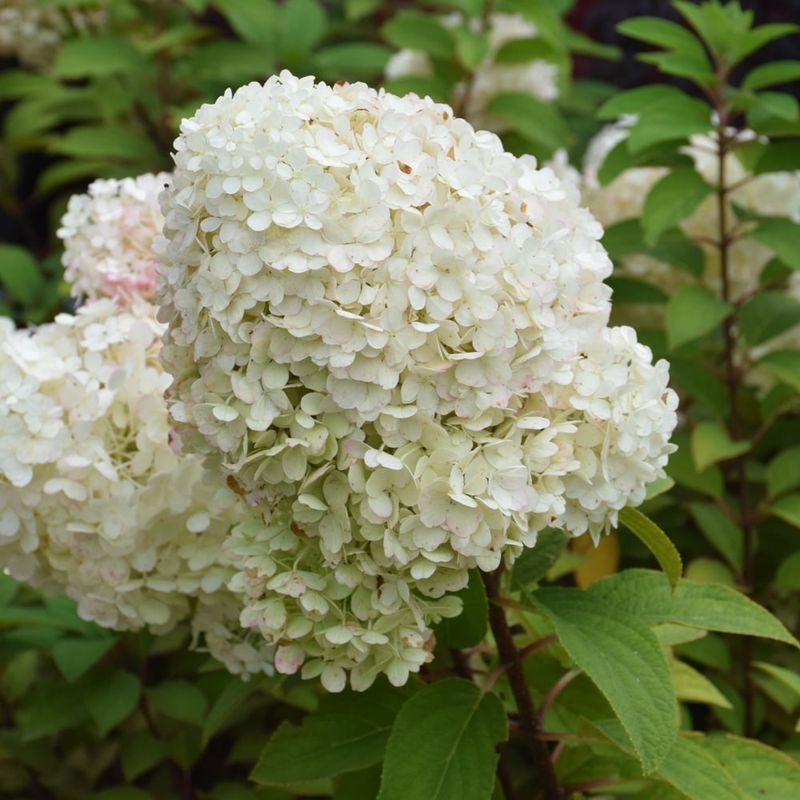 Hydrangea - Bobo Dwarf - 8&#39;&#39;