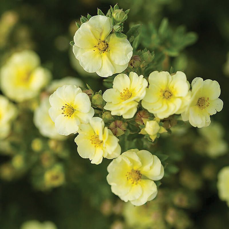 Potentilla - Lemon Meringue - 8&#39;&#39;