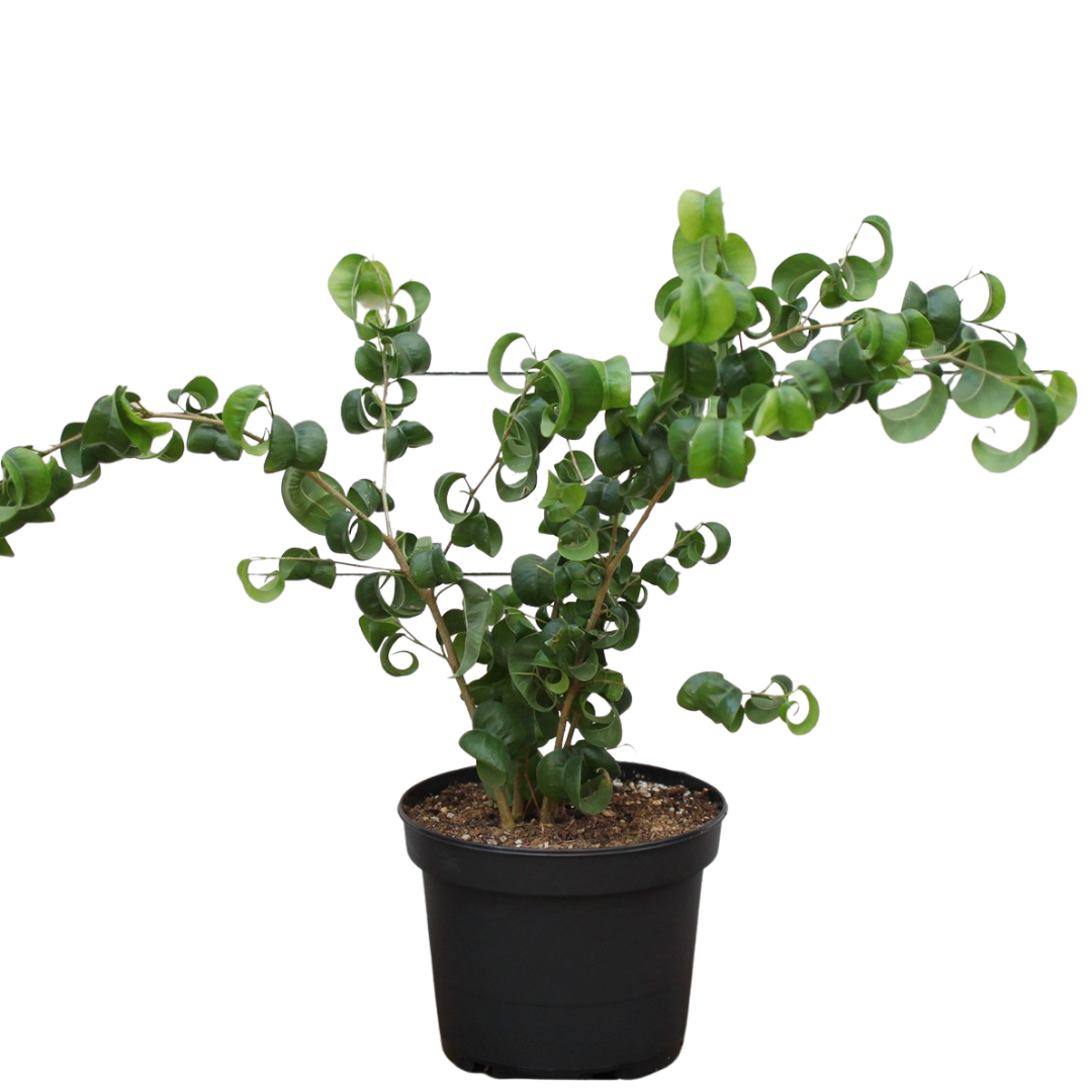 Ficus-Weeping Fig-Curly 6''