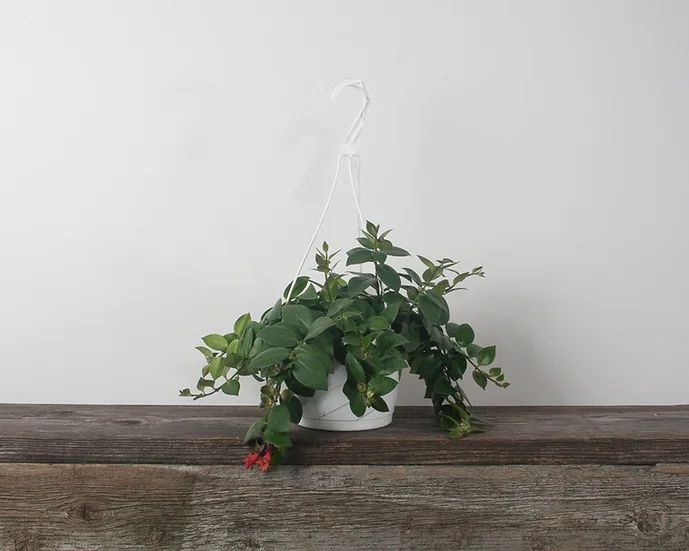 Lipstick - Mona Lisa - HB - 6''