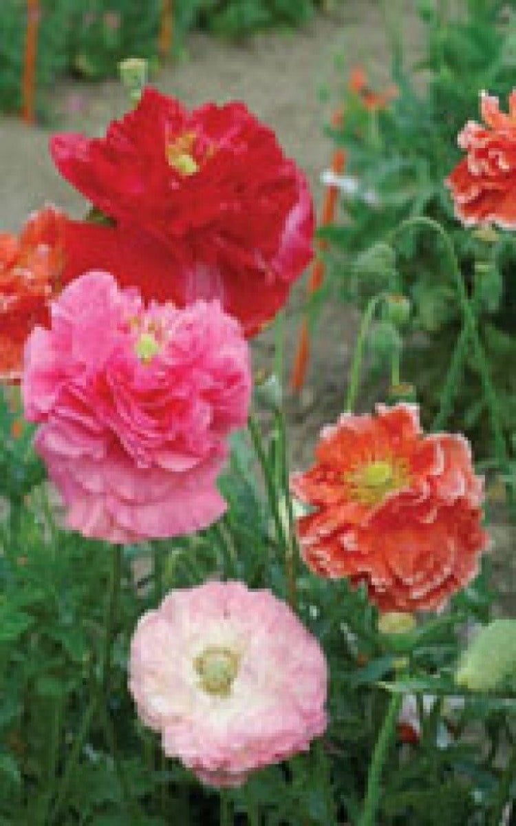 Double Shirley Mixed Poppy Seeds 6010