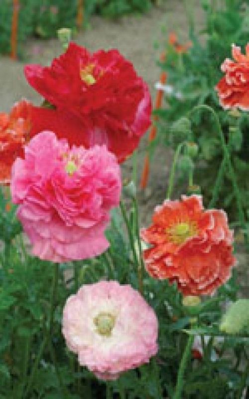Double Shirley Mixed Poppy Seeds 6010