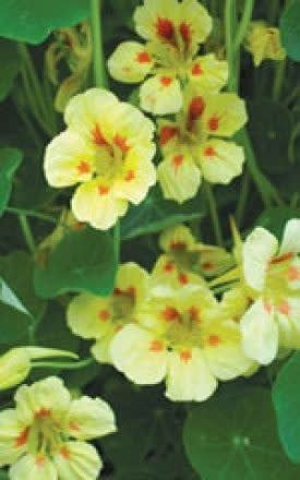 Peach Melba Nasturtium Seeds 5795