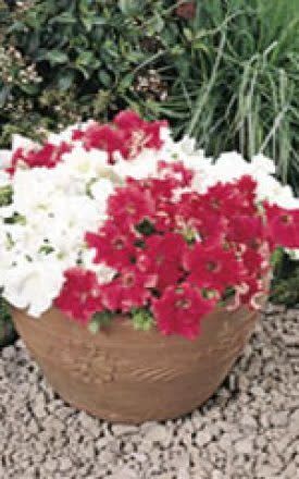 Red Grandiflora Petunia Seeds (Super Cascade Series) 5910
