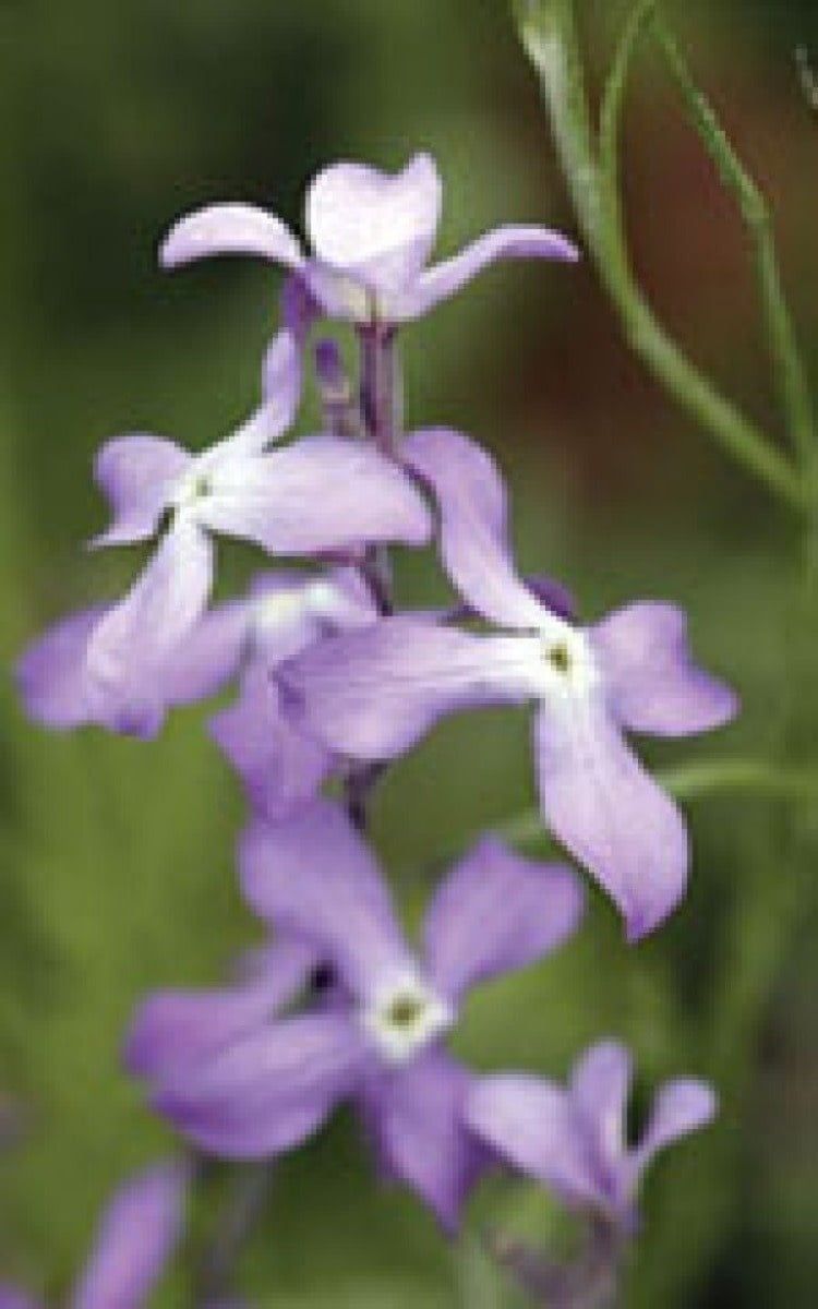 Evening Scented Stocks Seeds 6120