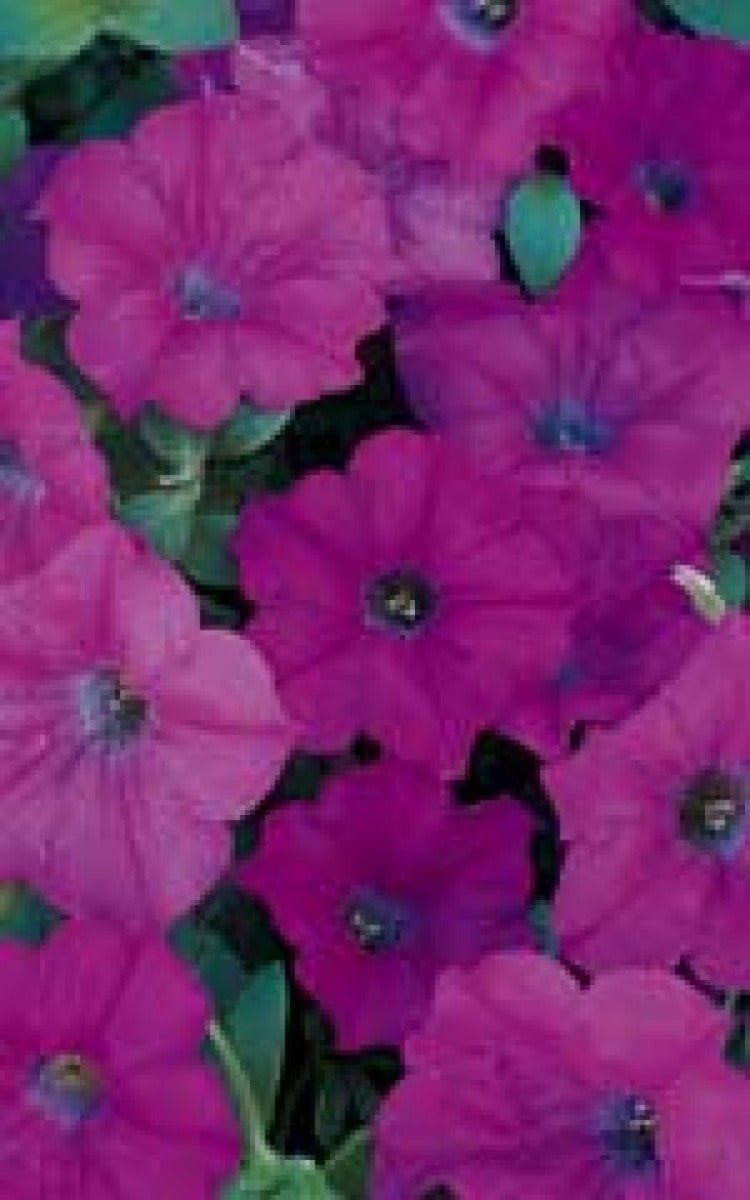 Lavender Wave Petunia Seeds (Ground Cover Type)