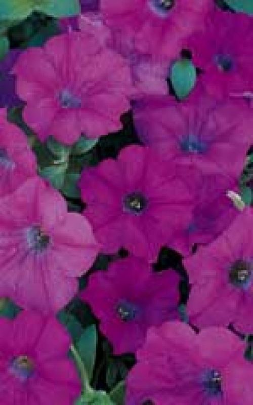 Lavender Wave Petunia Seeds (Ground Cover Type)