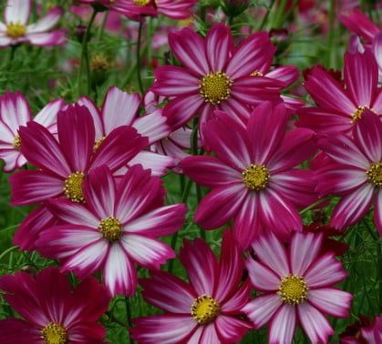 Cosimo Purple-Red-White Cosmos Seeds 5152