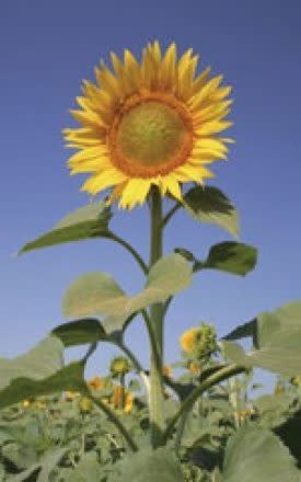 Sunflower - Mammoth Russian Large Grey Striped Seeds 6140