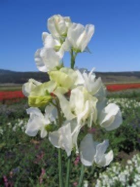 Royal White Sweet Peas Seeds (Climbing Type) 6265