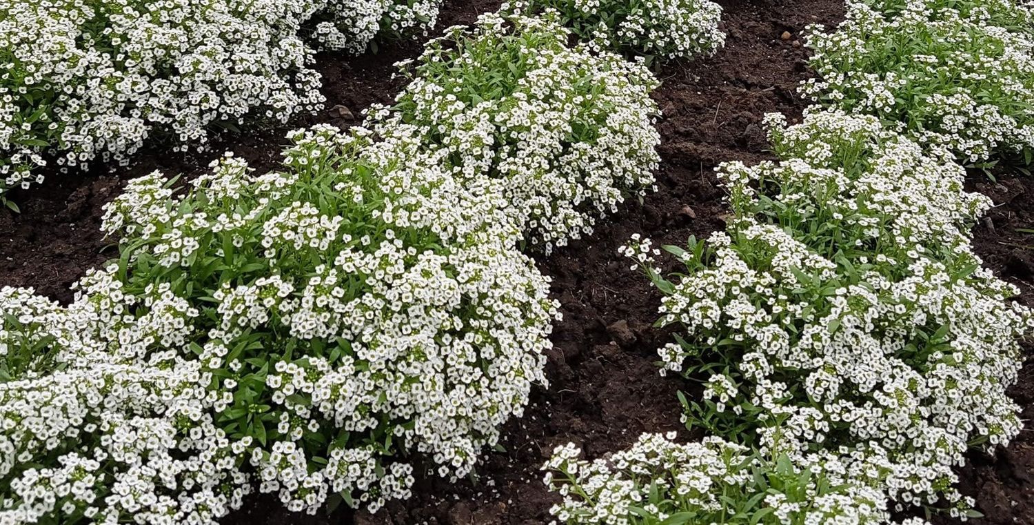Carpet of Snow Alyssum Seeds 5005