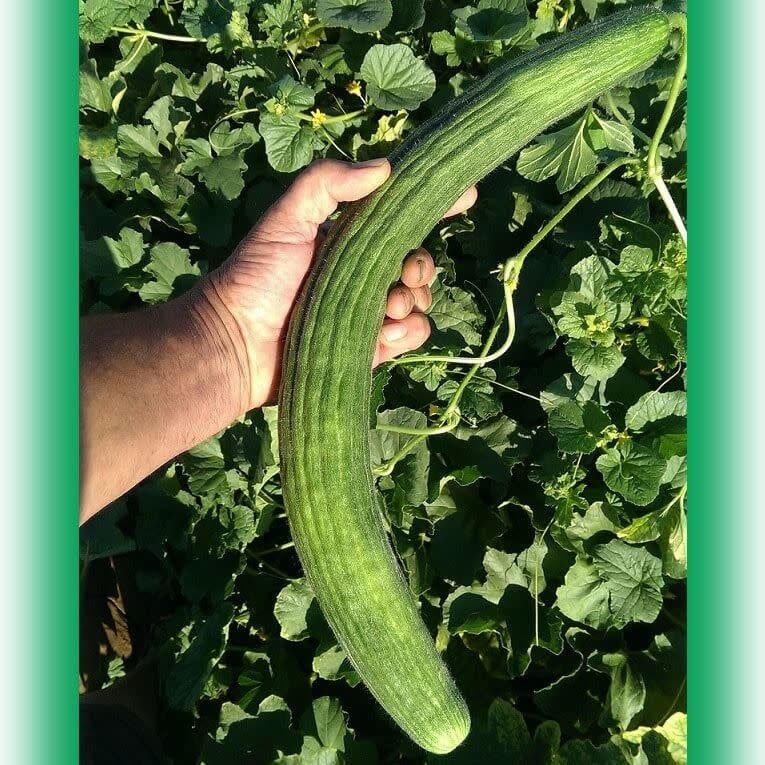 Armenian Cucumber Seeds 1649