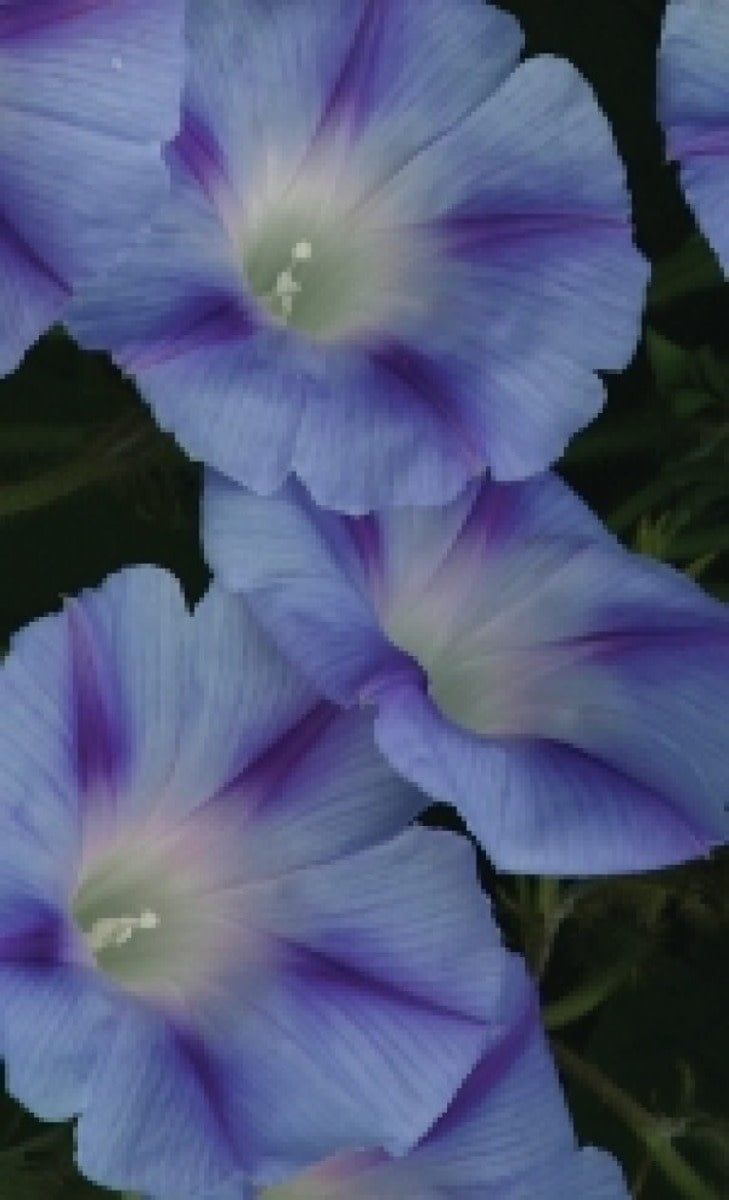 Dacapo Light Blue Morning Glory Seeds 5735