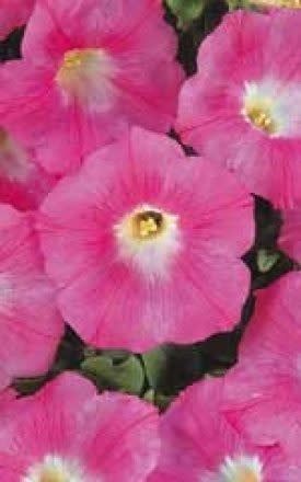 Pink Wave Petunia Seeds (Ground Cover Type) 5980
