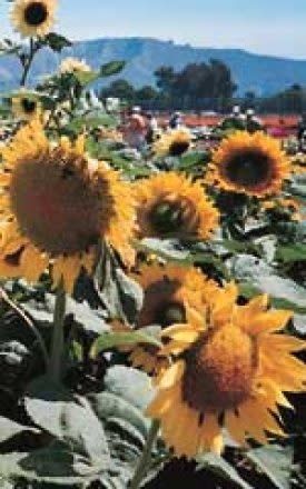 Sunspot Dwarf Sunflower Seeds 6145