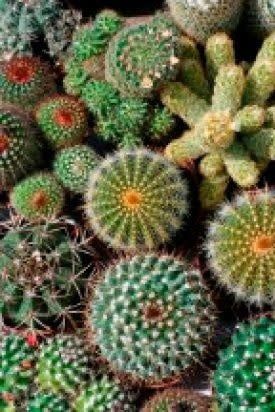 Cactus Mixture Seeds 5075