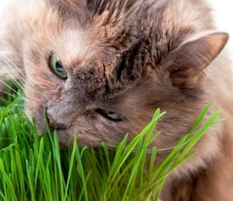 Catgrass Seeds (Digestive Aid for Cats) 6700
