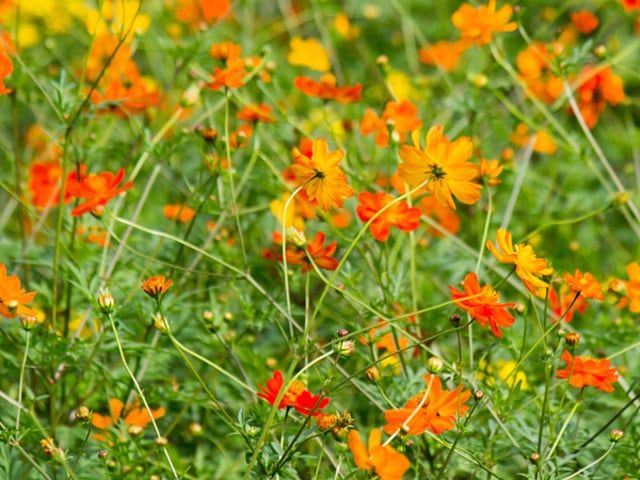 Carpet Formula Mix Cosmos Seeds 5155