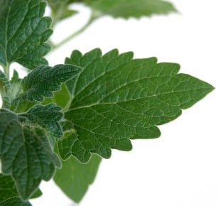 Catnip Seeds 3020 Catnip Seeds 3020