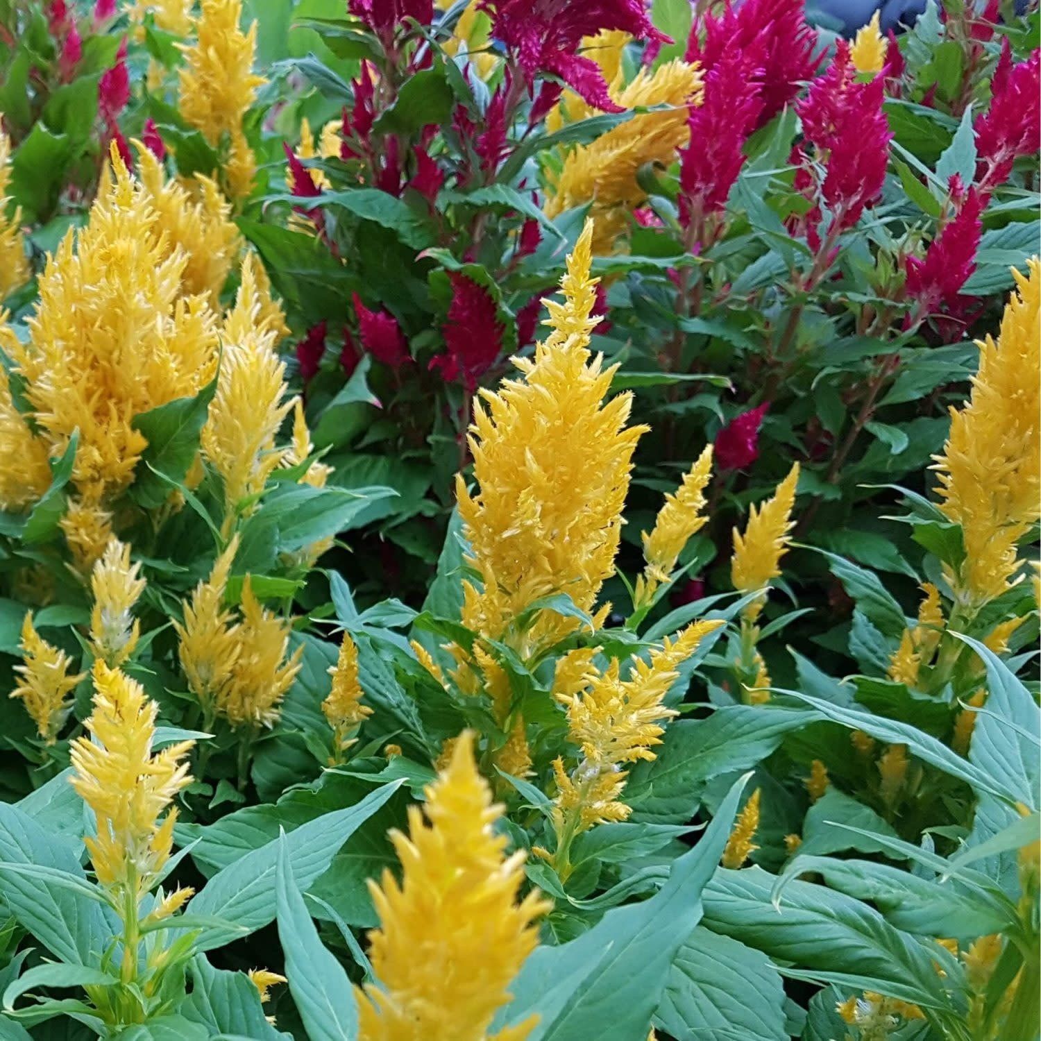 Mixed Colours Celosia Plumosa Seeds 5120