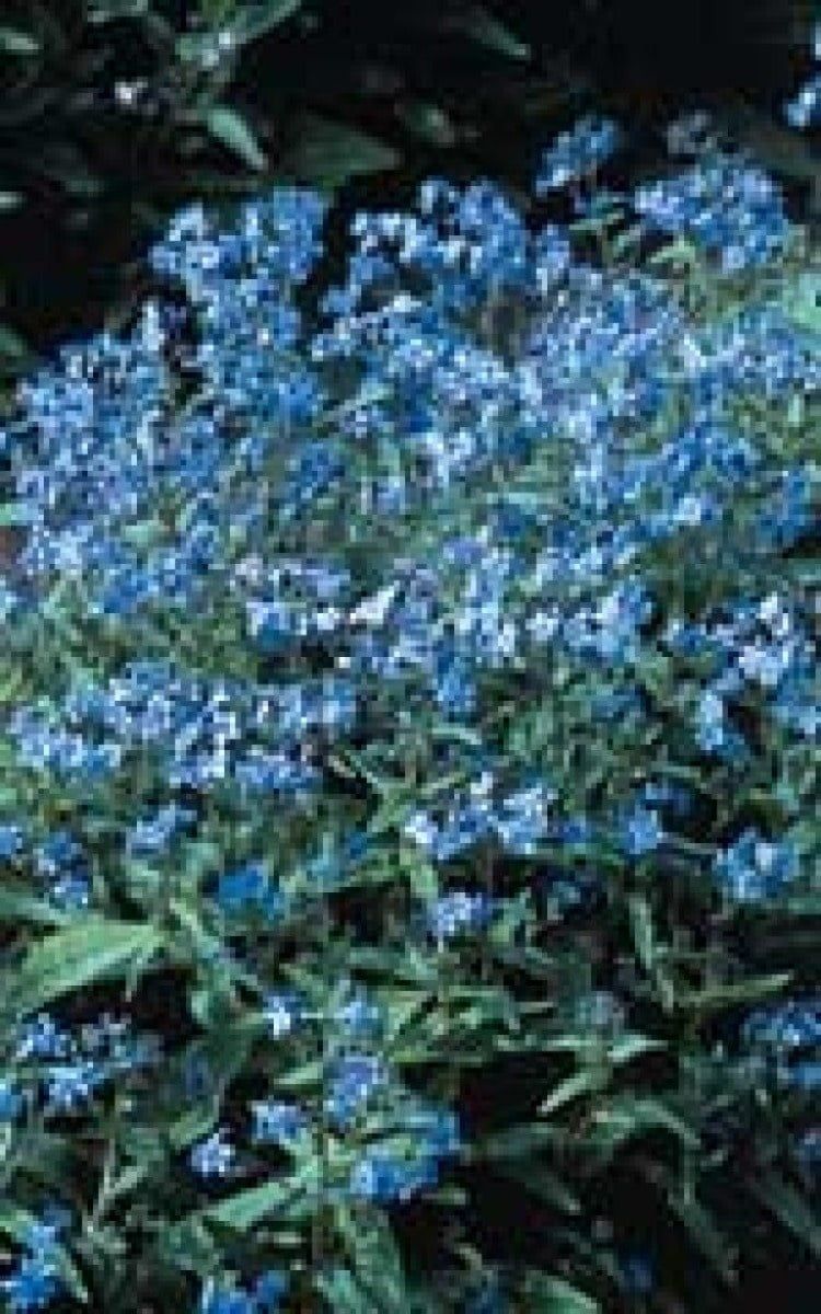 Forget-Me-Not Seeds (Chinese Type) 5190