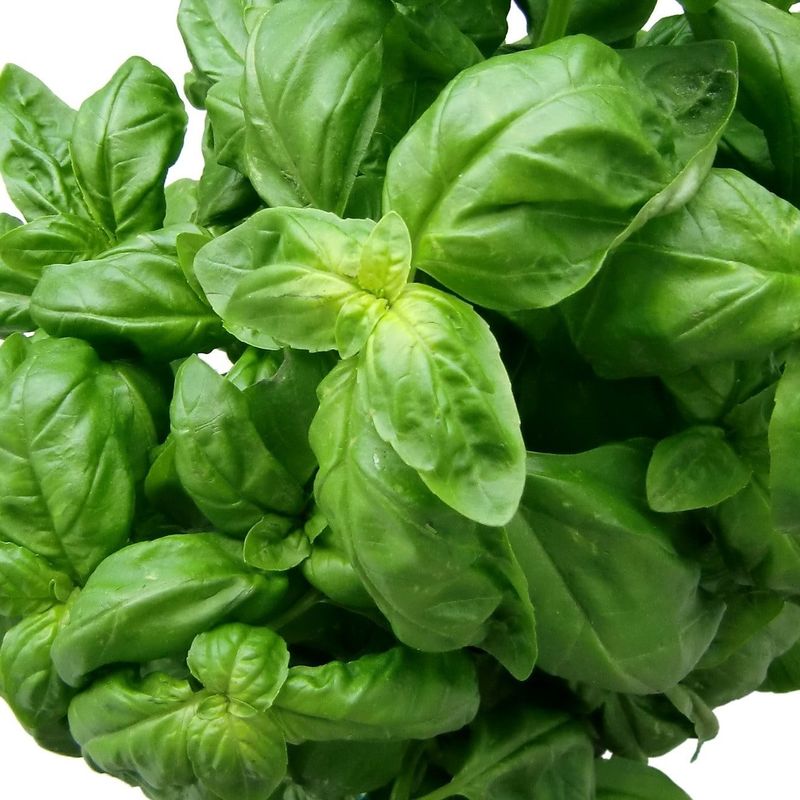 Genovese Basil Seeds 3125