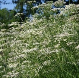 Caraway Seeds 3015