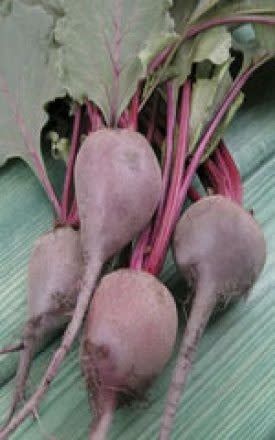 Early Wonder Beet Seeds 1265