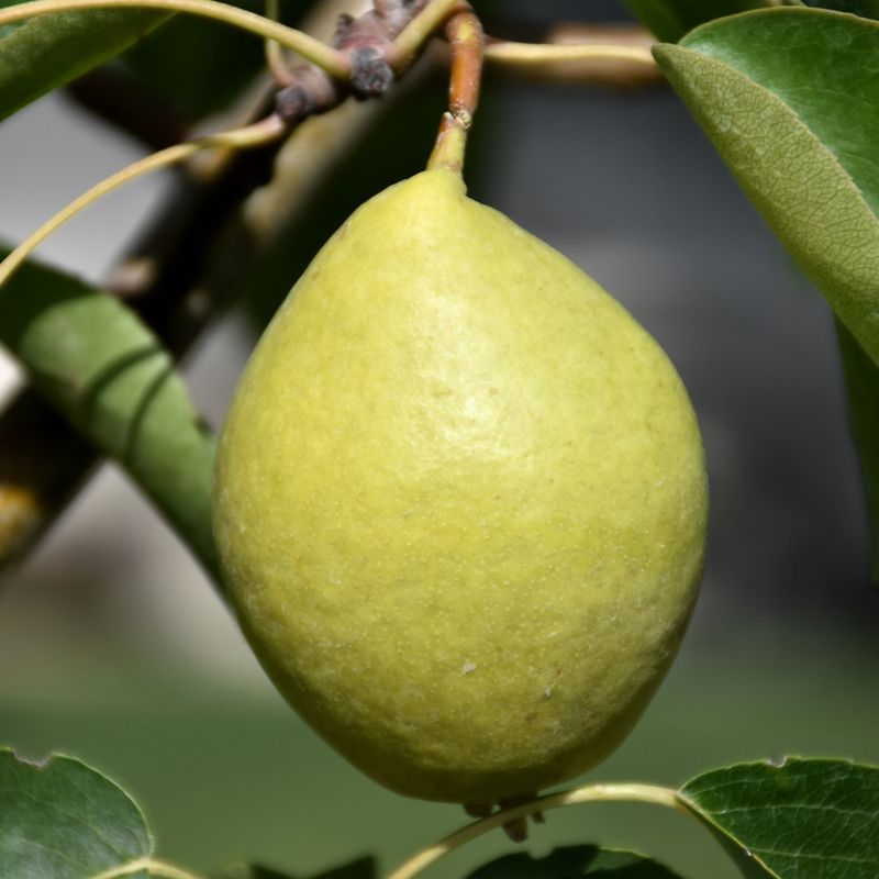 Pear - Early Gold - #10