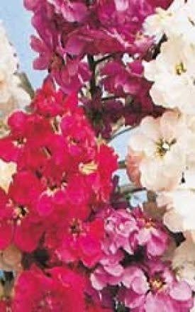 Ten Weeks Dwarf Stocks Seeds 6115