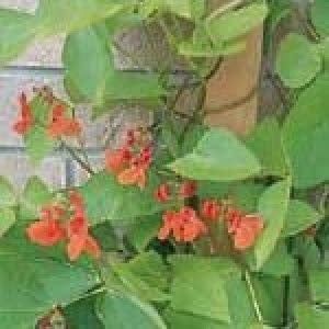 Scarlet Runner Pole Bean Seeds 1225