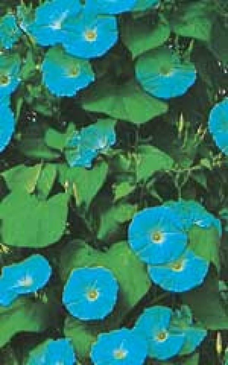 Heavenly Blue Morning Glory Seeds 5750