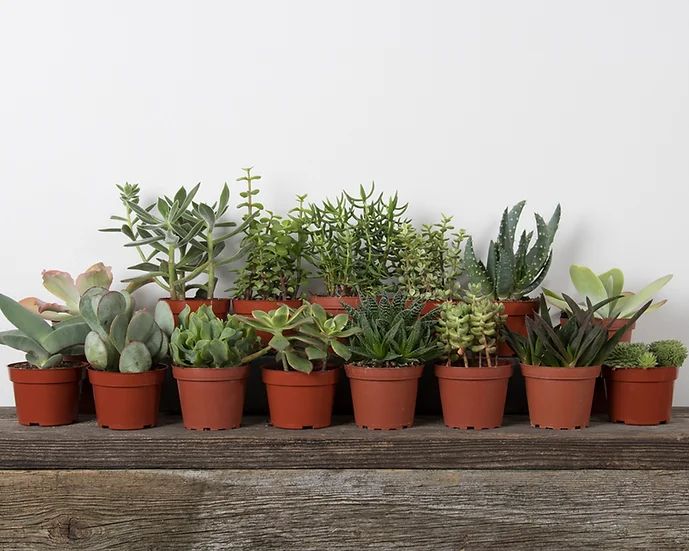 Succulents - Assorted - 2.25''