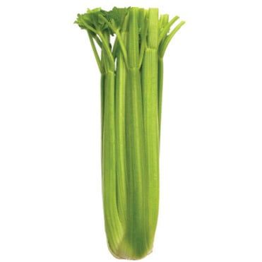 Tall Utah Celery Seeds 1455