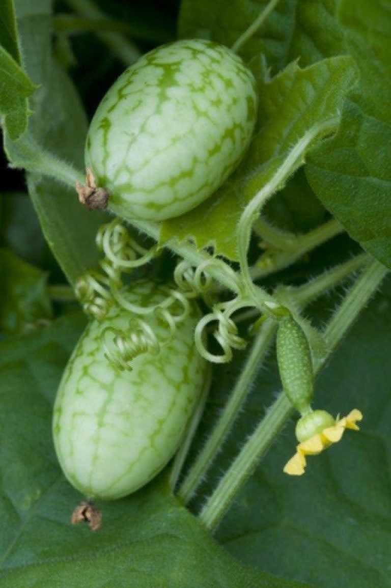 Mouse Melon Cucumber Seeds 1623