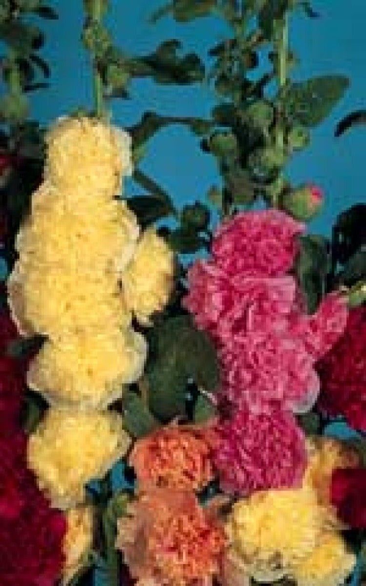 Chaters Double Mixed Hollyhock Seeds 6515