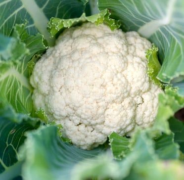 Snow Crown Hybrid Cauliflower Seeds 1446